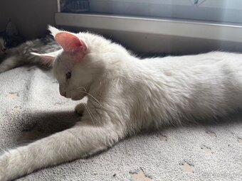 Bílá mainská mývalí kočička - 2