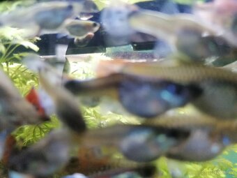 Daruji pokřivená paví očka - 2