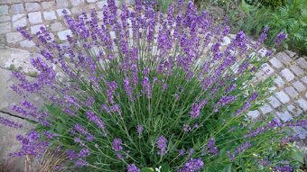 Levandule lékařská - 2