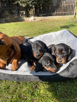 Krátkosrstý jezevčik - 2