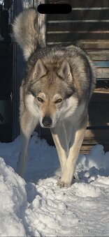 Československý Vlčiak s PP - 2