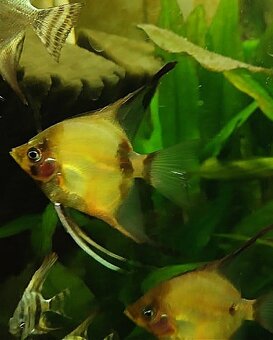 Skalára amazonská - 2