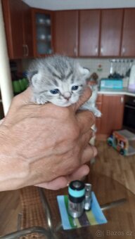 Britská whiskas kočička s PP - 2