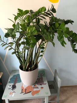 Zamioculcas - 2