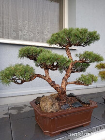 Bonsai borovice lesní  (Pinus sylvestris compressa) - 2