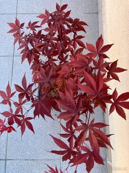 Bonsai, Bonsaj, japonský javor, skalky - 2