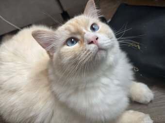Ragdoll - 2