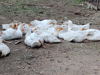 Kachny pekingské, pižmové - 2