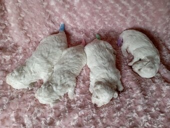 Bišonek - Bichon á poil Frisé - 2