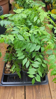 Kari strom, Curry leaves, Murraya koenigii - 2