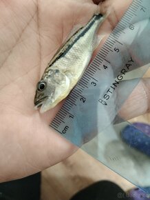 Aristochromis Christyi - 2