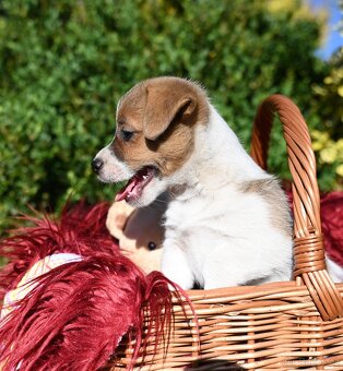 Jack Russell terier s PP - 2