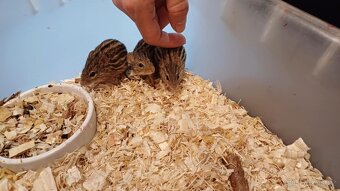 Myšky páskované chovná skupina – Lemniscomys barbarus - 2