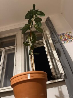 Fikus Elastica - cca 180 cm, včetně květináče - 2