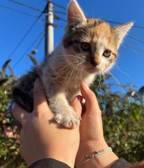 Daruji krásná koťátka - 2