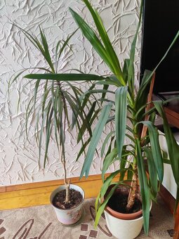 Pokojové květiny - 2