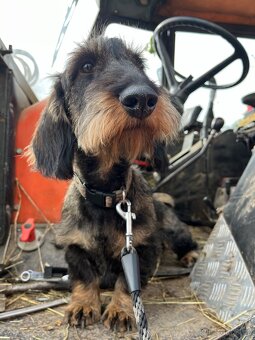 Drsnosrstý jezvčík s PP - 2