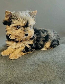 Yorkšírský teriér, Yorkshire, Biewer, Jork - 2