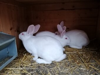 Francouzská Hyla - samice - 2