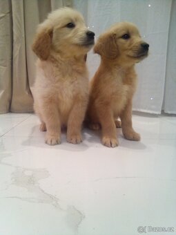 Zlatý Retrívr bez pp - 2