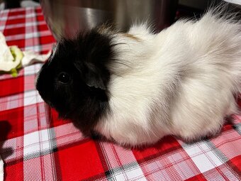 Prodám roční morčátko - 2