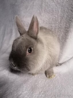 Zakrslý Siamský modrý - 2