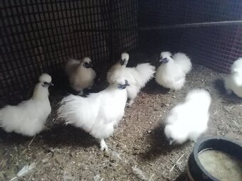 Hedvabnicka zdrobnela - 2