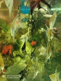 Rcetice 53 okr. CHOMUTOV - 2