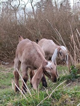 Anglonubijský kozlíci - 2