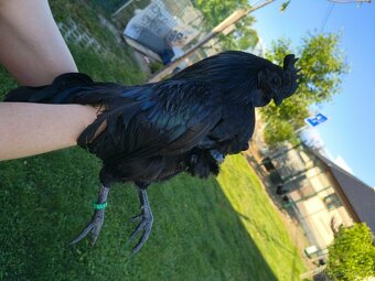 Ayam Cemani kohout a 2 slepice - 2