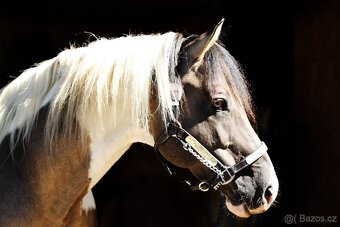 Připouštění HOMOZYGOTNÍM hřebcem APHA - 2