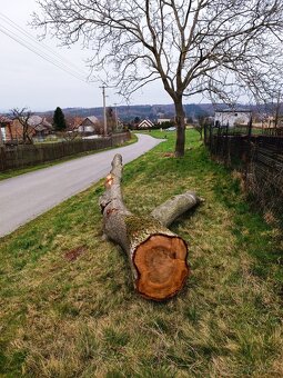 Ořech kulatina - 2