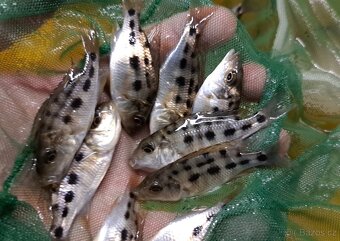 Malawi ... Fossorochromis rostratus - 2