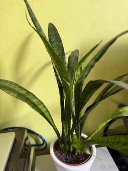 Sansevieria v keramickém květináči - 2