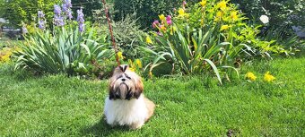 Shih tzu s PP / shihtzu / shi tzu /shi-tzu - 2