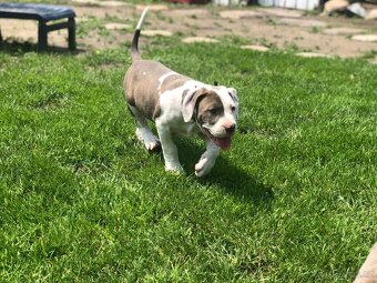 American bully XL - 2