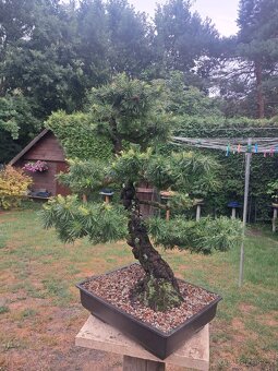 Bonsaj,Bonsai - 2