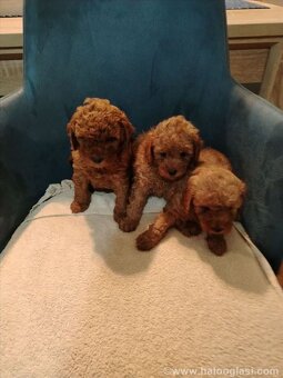 Maltipoo - 2