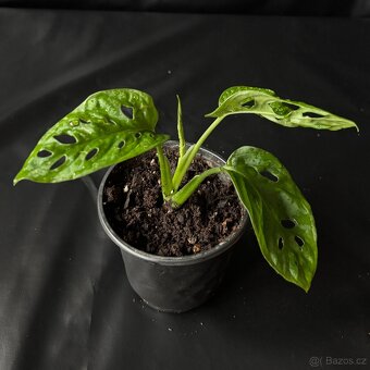 SLEVA⤵️ Monstera Monkey Mask Adansonii - 2