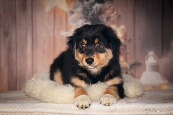 Australských ovčák s PP - 2