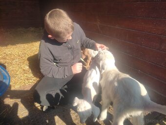 Umělý odchov mláďat - 2