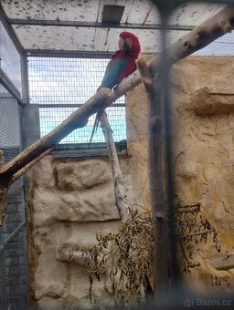 Ara zelenokřídlý - 2