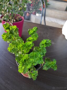 Sazenice jahodové máty - 2