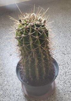 Kaktus ECHINOPSIS (kvetouci) - 2