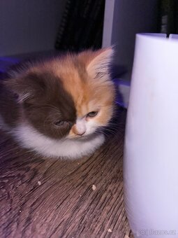 Menuet(munchkin) - 2