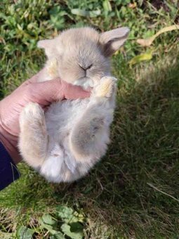 Zakrslý králíček beránek - 2