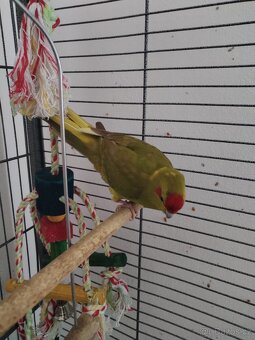 Kakariki, letošní, samice - 2