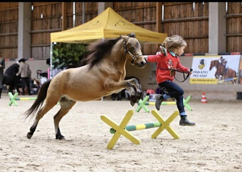 American minihorse - 2