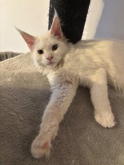 Bílá mainská mývalí kočička s PP - 2