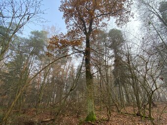 Lesní pozemek Chářovice - 2